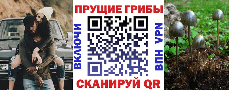 как найти наркотики  ссылка на мегу сайт  Галлюциногенные грибы Psilocybe  Ярославль 